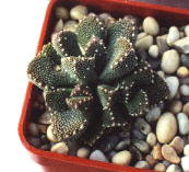 Aloinopsis luckhoffii 9k