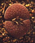 Lithops hookeri v. hookeri. 7kb