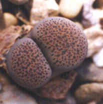 Lithops localis v. peersii. 10kb