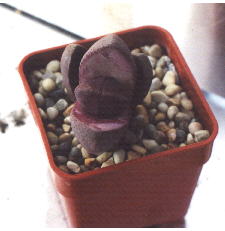 Pleiospilos nelii 'Royal Flush' 10kb