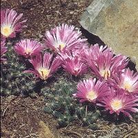 Trichodiadema densum